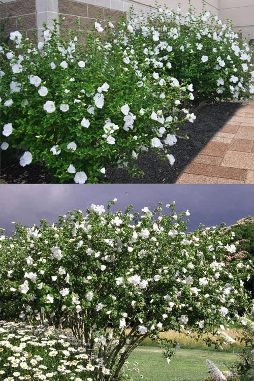 Diana White Rose Of Sharon (Althea) - Hibiscus Syriacus - 1 Gallon Pot - Image 6