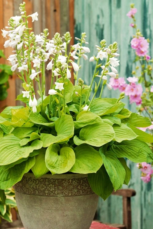 August Moon Hosta Lily - 1 Gallon Pot - Image 4