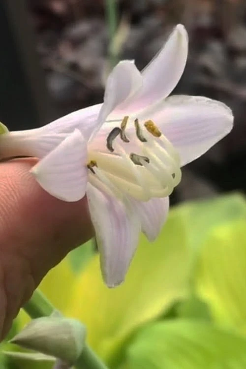 August Moon Hosta Lily - 1 Gallon Pot - Image 5