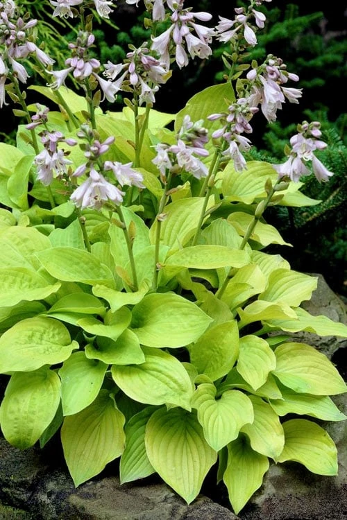 August Moon Hosta Lily - 1 Gallon Pot - Image 6