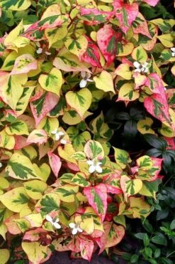 Chameleon Plant (Houttuynia Cordata) - 1 Gallon Pot