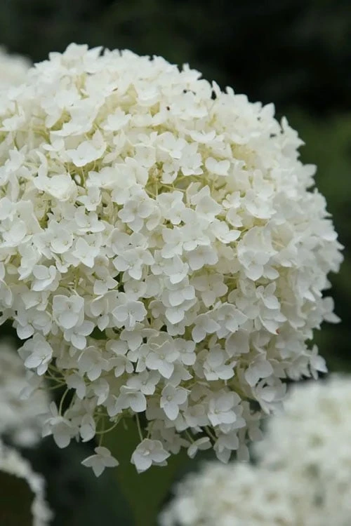 Annabelle Hydrangea - 3 Gallon Pot - Image 6