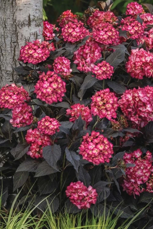 Eclipse Bigleaf Hydrangea - 3 Gallon Pot - Image 4