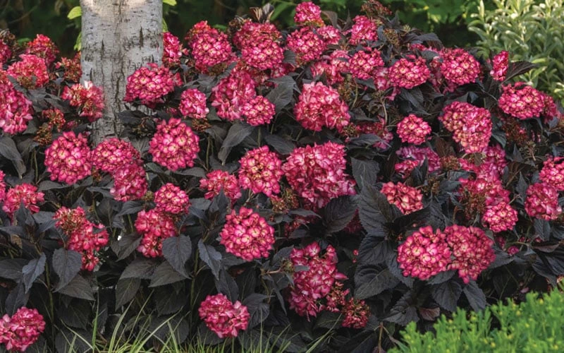 Eclipse Bigleaf Hydrangea - 3 Gallon Pot - Image 6