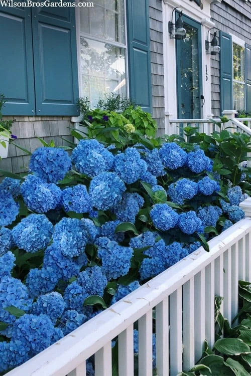 Nantucket Blue Hydrangea - 3 Gallon Pot - Image 4