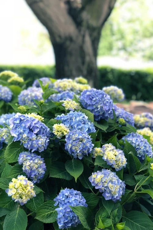 Nantucket Blue Hydrangea - 3 Gallon Pot - Image 7