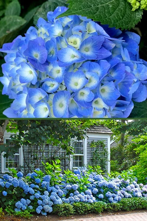 Nantucket Blue Hydrangea - 3 Gallon Pot - Image 6