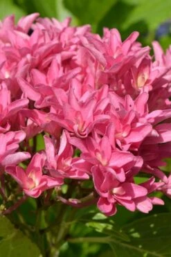 Princess Diana Hydrangea - 3 Gallon Pot