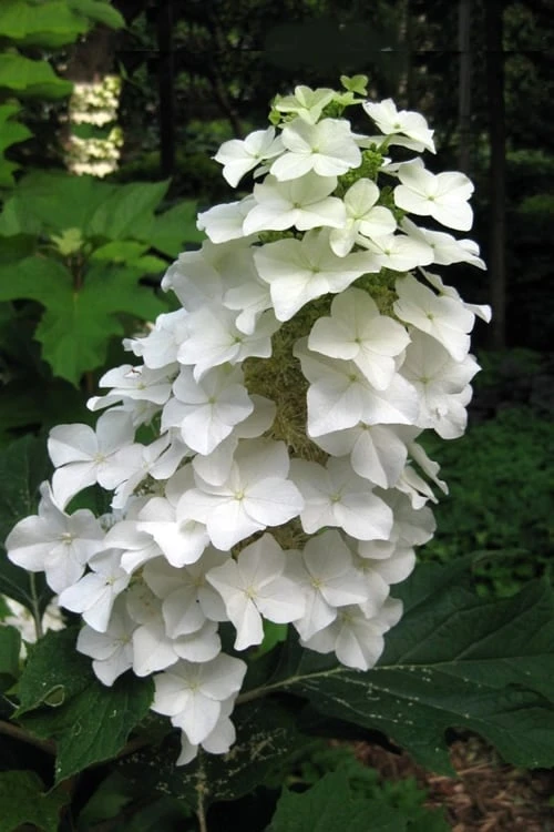 Oakleaf Hydrangea - 3 Gallon Pot