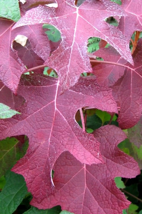 Oakleaf Hydrangea - 3 Gallon Pot - Image 5