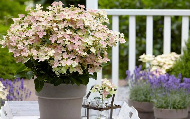Early Evolution Hydrangea - 1 Gallon Pot - Image 6