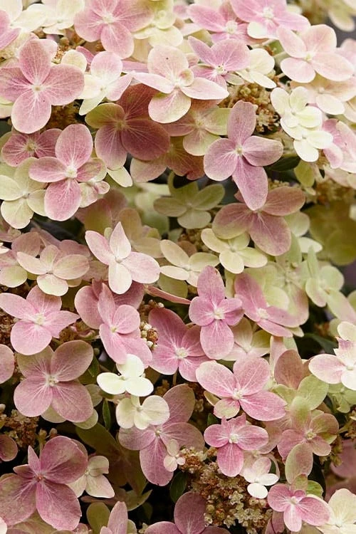 Early Evolution Hydrangea - 1 Gallon Pot - Image 5