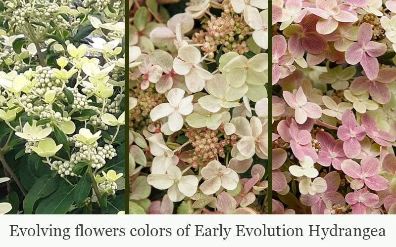 Early Evolution Hydrangea - 1 Gallon Pot - Image 4