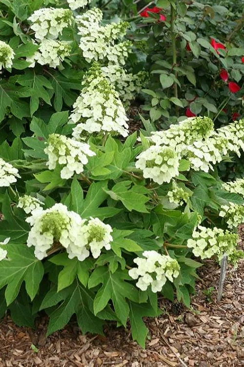 Pee Wee Dwarf Oakleaf Hydrangea - 3 Gallon Pot - Image 8