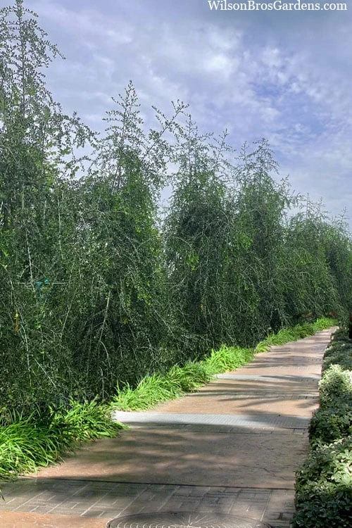 Weeping Yaupon Holly (Ilex Vomitoria 'Pendula') - 7 Gallon Pot (7-8') - Image 4