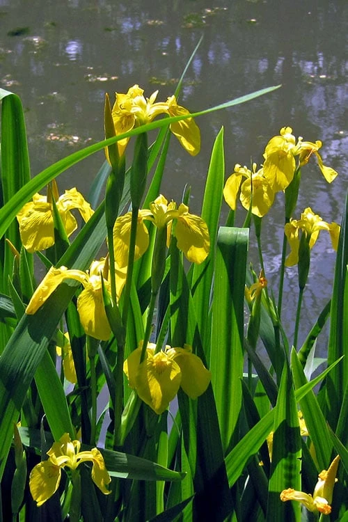 Yellow Flag Iris - 1 Gallon Pot - Image 5
