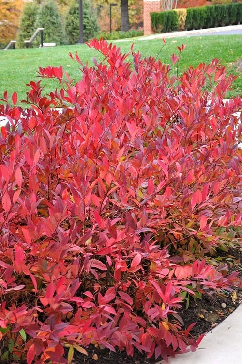 Virginia Sweetspire (Itea Virginica) - 3 Gallon Pot - Image 6