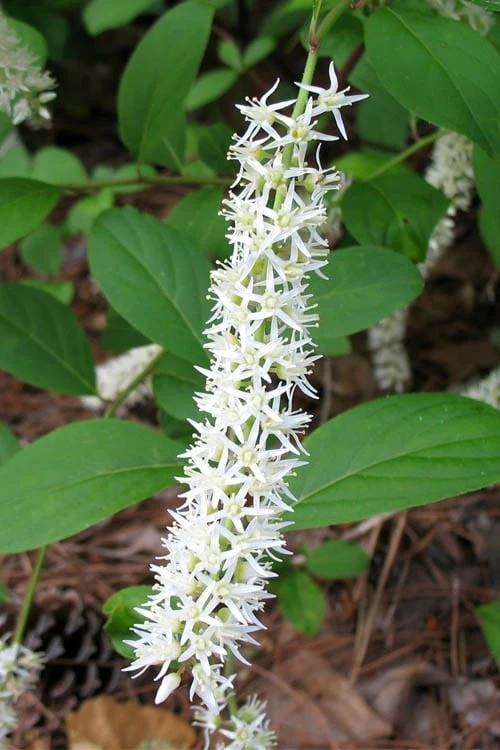 Virginia Sweetspire (Itea Virginica) - 3 Gallon Pot - Image 7