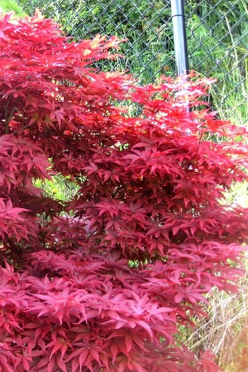 Fireglow Red Leaf Japanese Maple - 5 Gallon Pot (4-4.5') - Image 6