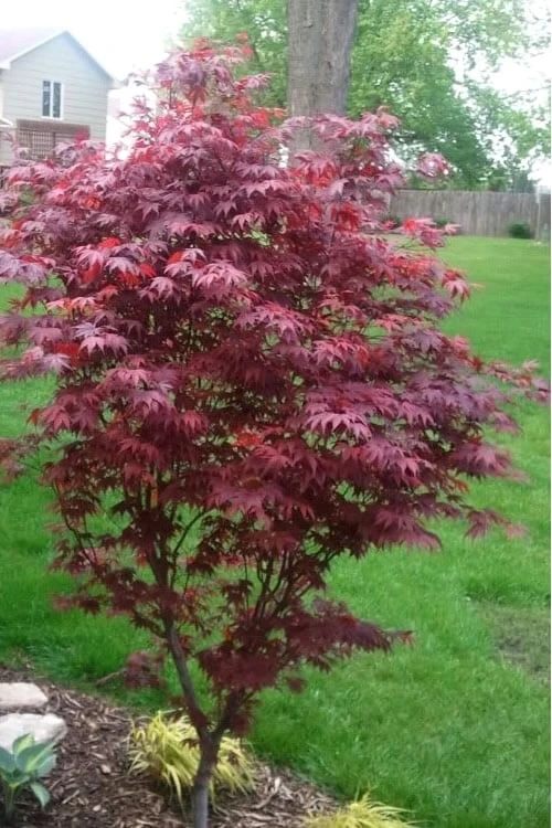 Fireglow Red Leaf Japanese Maple - 5 Gallon Pot (4-4.5') - Image 5