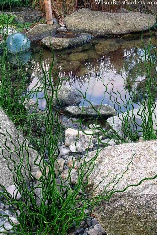 Big Twister Giant Corkscrew Rush (Juncus Effusus) - 5 Pack Of Quart Pots - Image 4