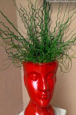 Big Twister Giant Corkscrew Rush (Juncus Effusus) - 5 Pack Of Quart Pots