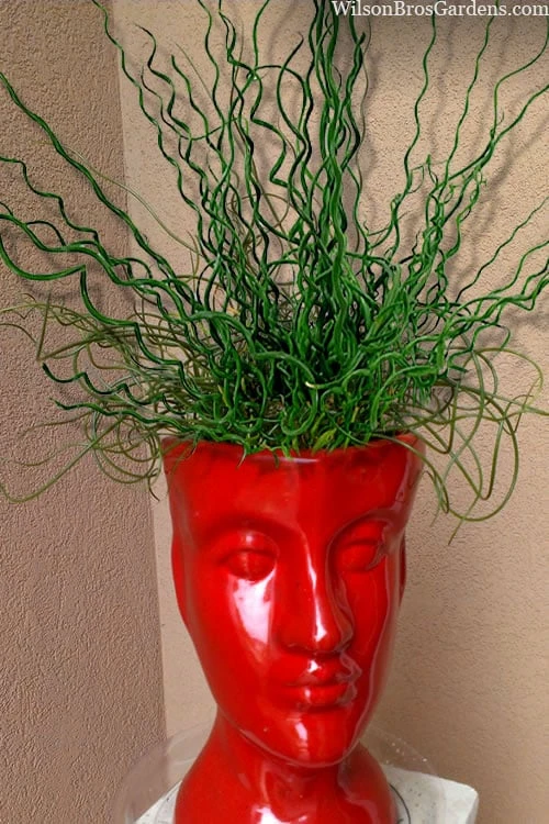 Big Twister Giant Corkscrew Rush (Juncus Effusus) - 5 Pack Of Quart Pots