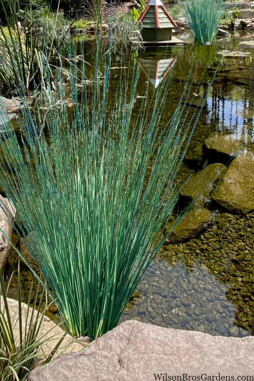 Blue Arrows Rush (Juncus Inflexus) - 5 Pack Of Quart Pots - Image 6