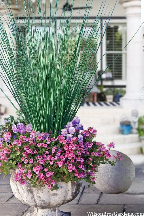 Blue Arrows Rush (Juncus Inflexus) - 5 Pack Of Quart Pots