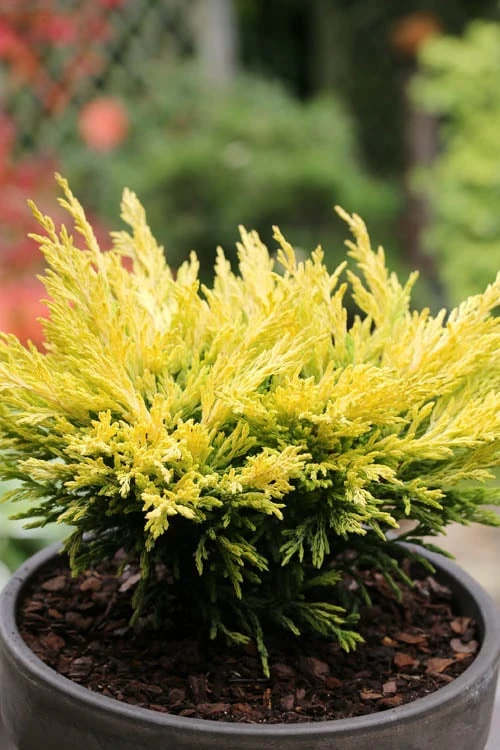 Limeglow Golden Andorra Compact Juniper - 1 Gallon Pot - Image 6
