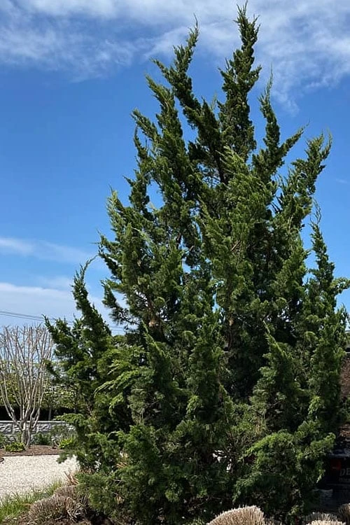 Kaizuka Twisted Juniper - 1 Gallon Pot - Image 4