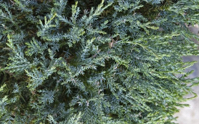 Medora Rocky Mountain Juniper - 2 Gallon Pot (3-4') - Image 5