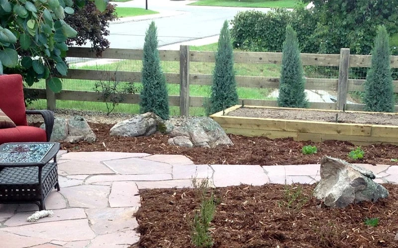 Medora Rocky Mountain Juniper - 2 Gallon Pot (3-4') - Image 3