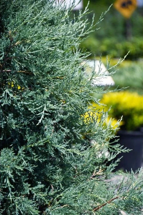 Medora Rocky Mountain Juniper - 2 Gallon Pot (3-4') - Image 4