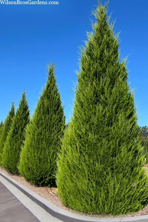 Brodie Eastern Red Cedar - 7 Gallon Pot (4-5')