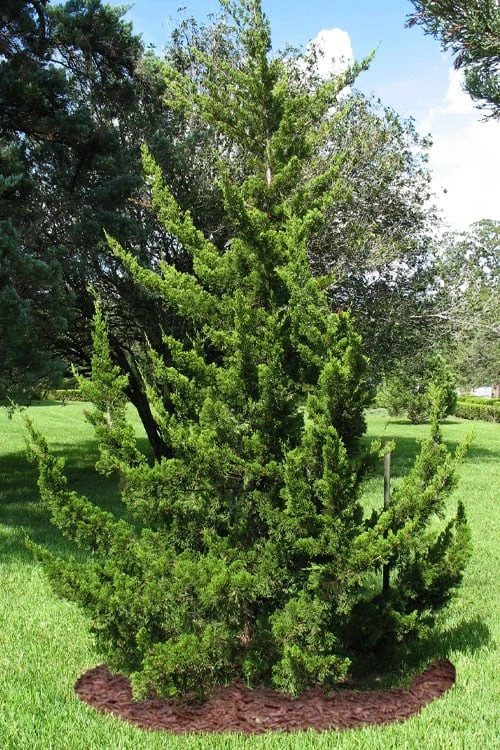 Canaertii Juniper (Red Cedar) - 7 Gallon Pot (3-4') - Image 5