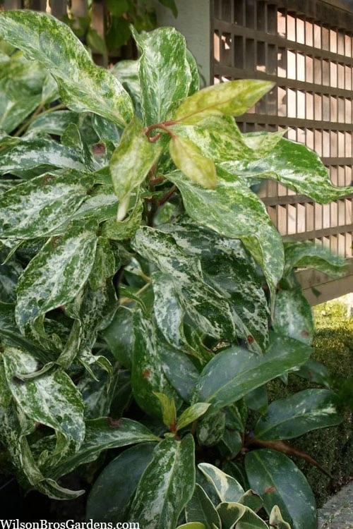 Chirifu Evergreen Magnolia Vine (Kadsura Japonica) - 2 Gallon Pot