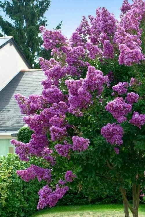 Twilight Purple Crape Myrtle (Single Trunk Tree) - 3 Gallon Pot - Image 4