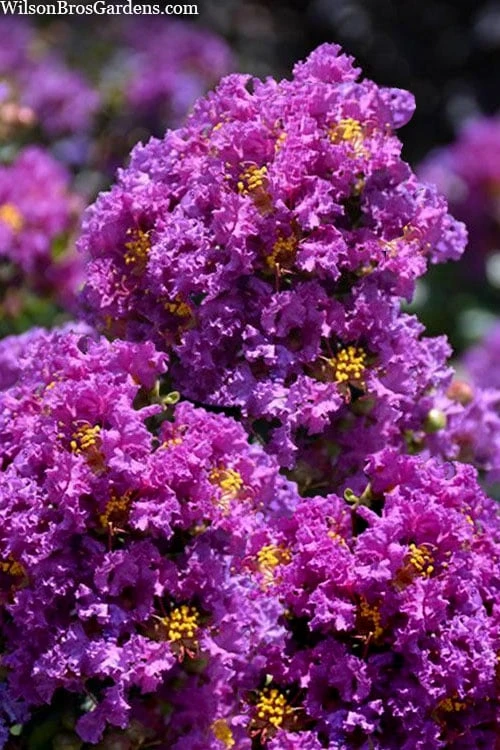 Purple Magic Crape Myrtle Tree (Single Trunk) - 7 Gallon Pot (6-7') - Image 5