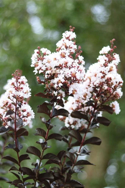 Thunderstruck White Lightning Crape Myrtle - 1 Gallon Pot - Image 5