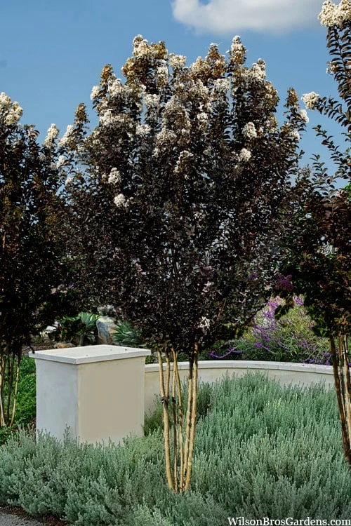 Thunderstruck White Lightning Crape Myrtle - 1 Gallon Pot - Image 4