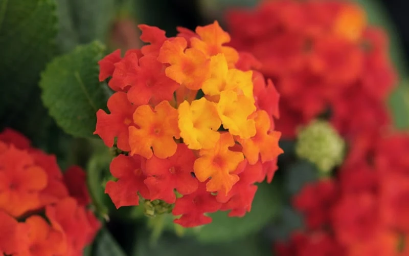 Little Lucky Red Lantana - 5 Pack Of Quart Pots - Image 5