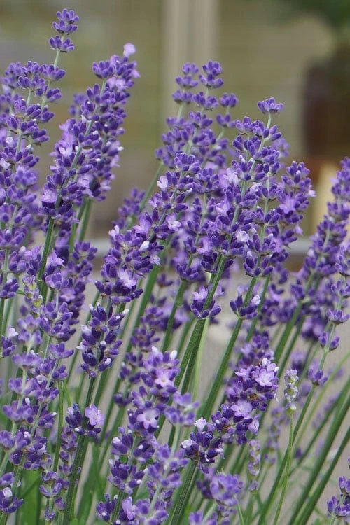 Big Time Blue Lavender - 6 Pack Of 1 Gallon Pots - Image 6