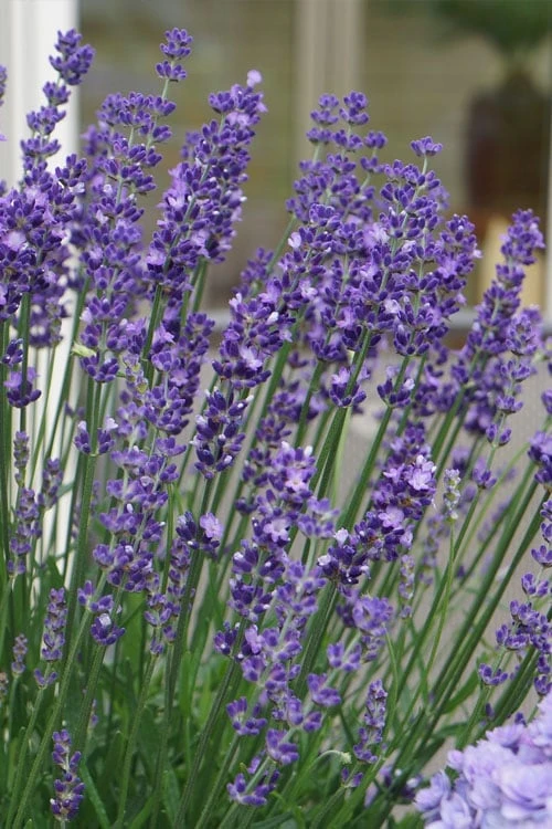 Big Time Blue Lavender - 1 Gallon Pot - Image 4