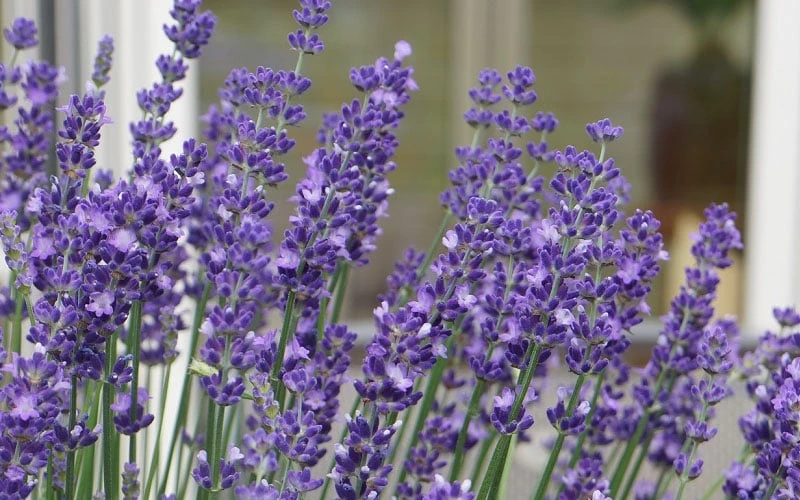 Big Time Blue Lavender - 6 Pack Of 1 Gallon Pots - Image 5