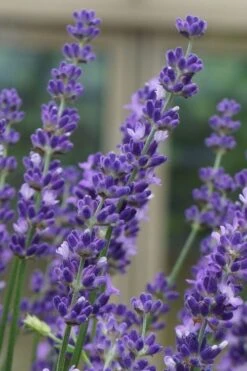 Big Time Blue Lavender - 6 Pack Of 1 Gallon Pots