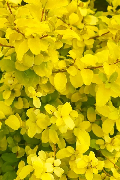 Sunshine Ligustrum - 7 Gallon Pot - Image 7