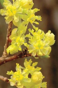 Spicebush (Lindera Benzoin) - 1 Gallon Pot