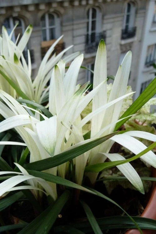 Okina Liriope (Frosted Monkey Grass) - 6 Pack Of 1 Gallon Pots - Image 6