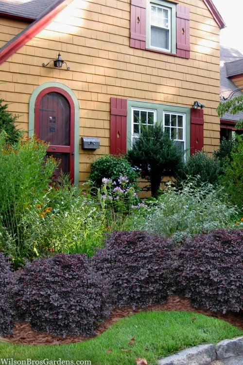 Cerise Charm Dwarf Loropetalum - 1 Gallon Pot - Image 4